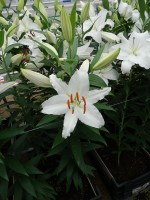 [5282 Ice Dancer 2N No01.JPG]